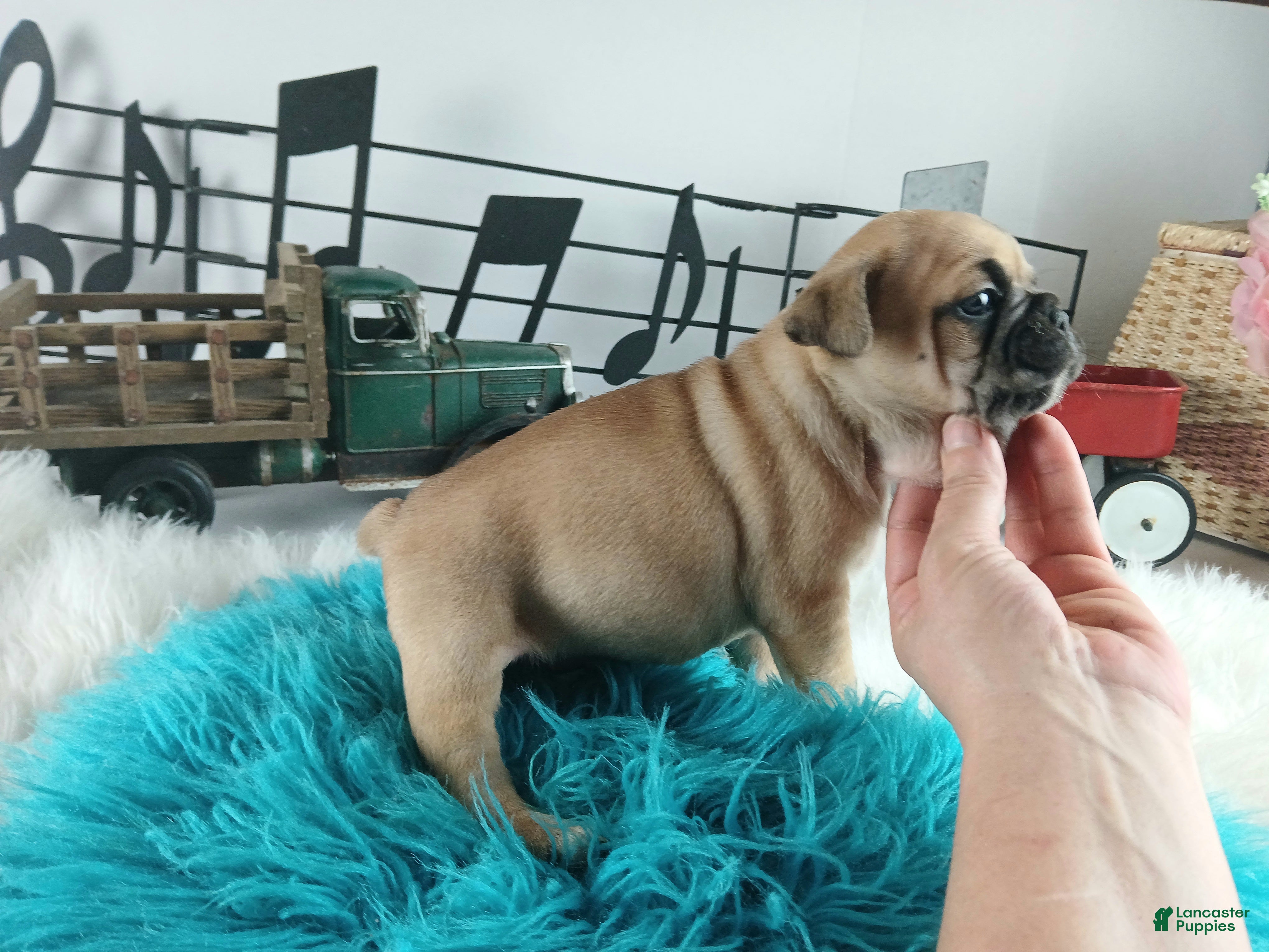 French Bulldog dogs Frenchie boy, NATIONWIDE DELIVERY  - Ad 24