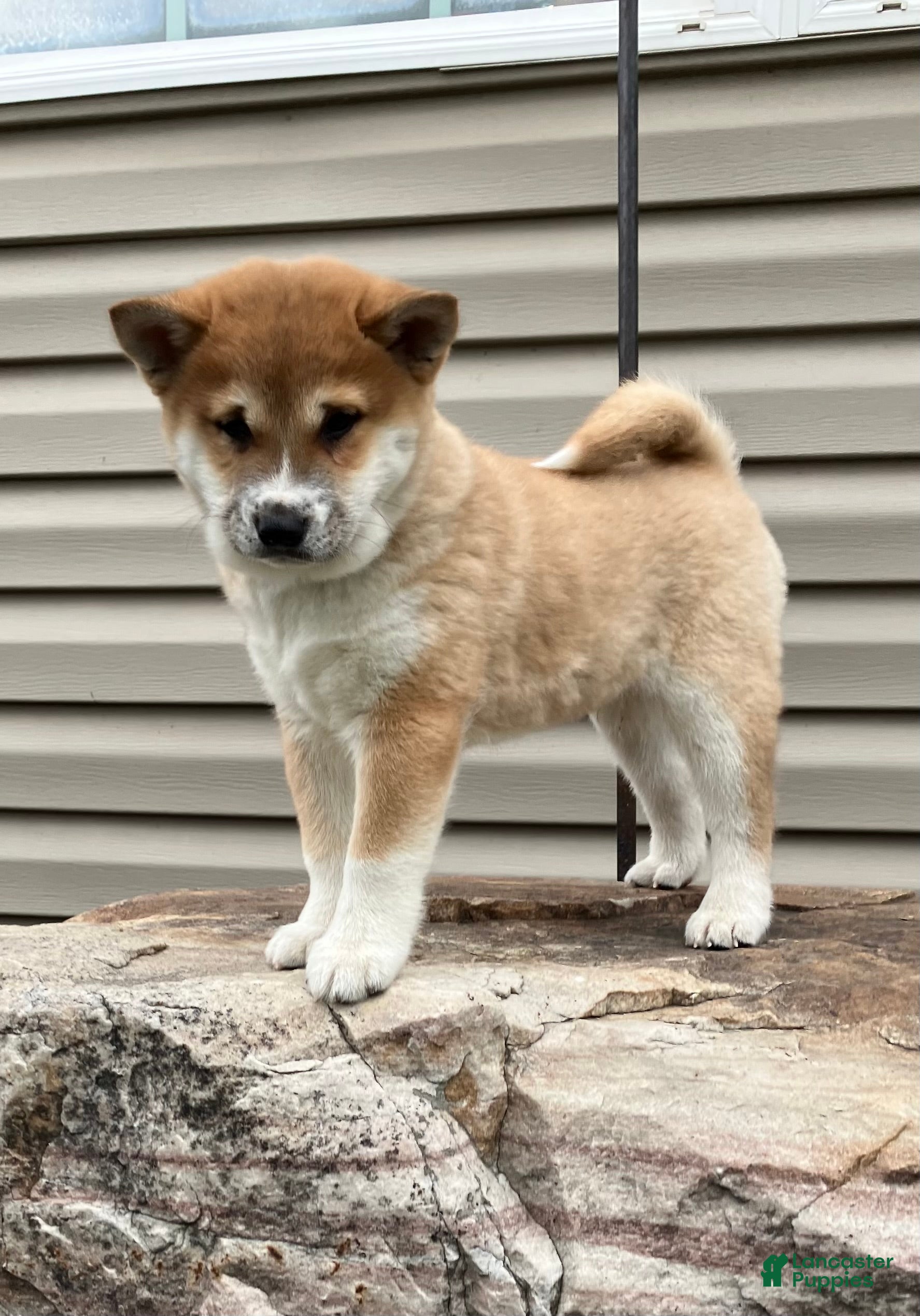 Shiba Inu dogs Big Boy - Ad 2