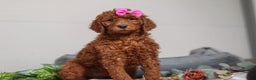 Standard Poodle dogs for sale: Nellie AKC - Ad 4