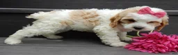 Cockapoo dogs for sale: Dolly - Ad 5