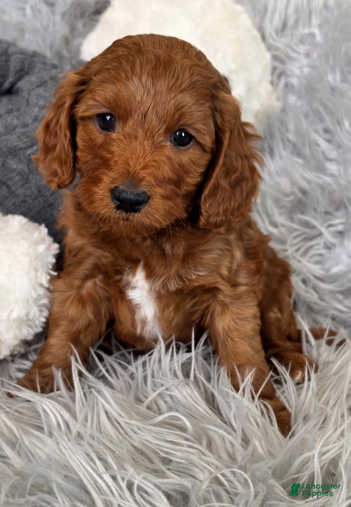 Mini Goldendoodle dogs Taurus - Male - Ad 1