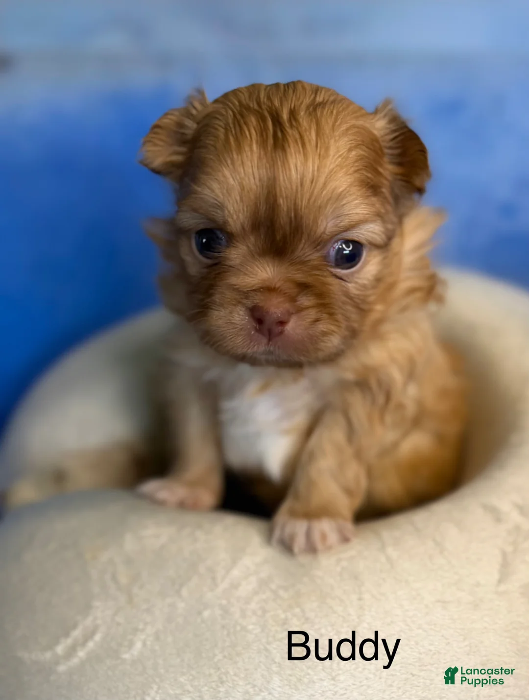 Mixed Breed dogs for sale: Mixed Breed Puppy 2 - Ad 1