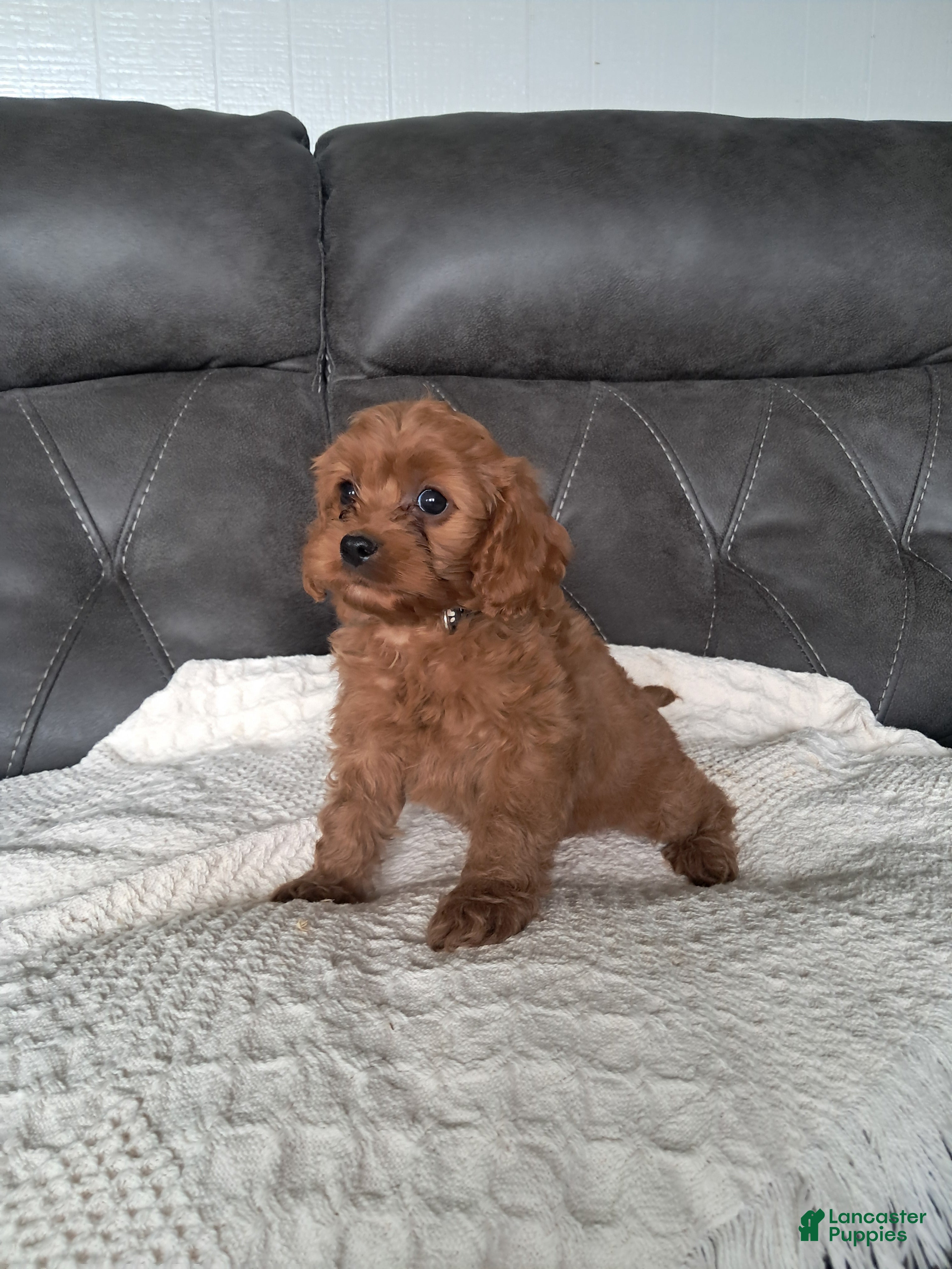 Cavapoo dogs Liam - Ad 2