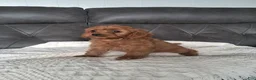 Cavapoo dogs for sale: Liam - Ad 2