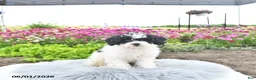 Bichpoo dogs for sale: Miss Patty - Ad 8
