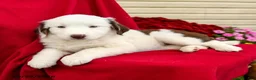 Australian Shepherd dogs for sale: Minnie - Ad 3
