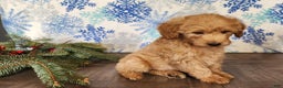 Mini Goldendoodle dogs for sale: Reno - Ad 8
