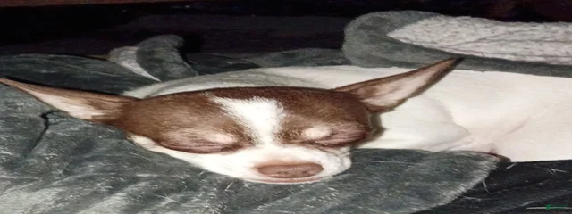 Gracie-May