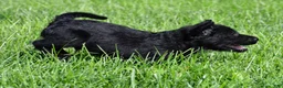 Labradoodle dogs for sale: Jackson - Ad 6