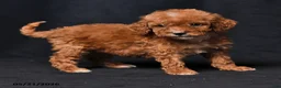 Toy Poodle dogs for sale: Tiny Clover - Ad 4