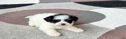 Havapoo dogs for sale: Havapoo boy 2 - Ad 5