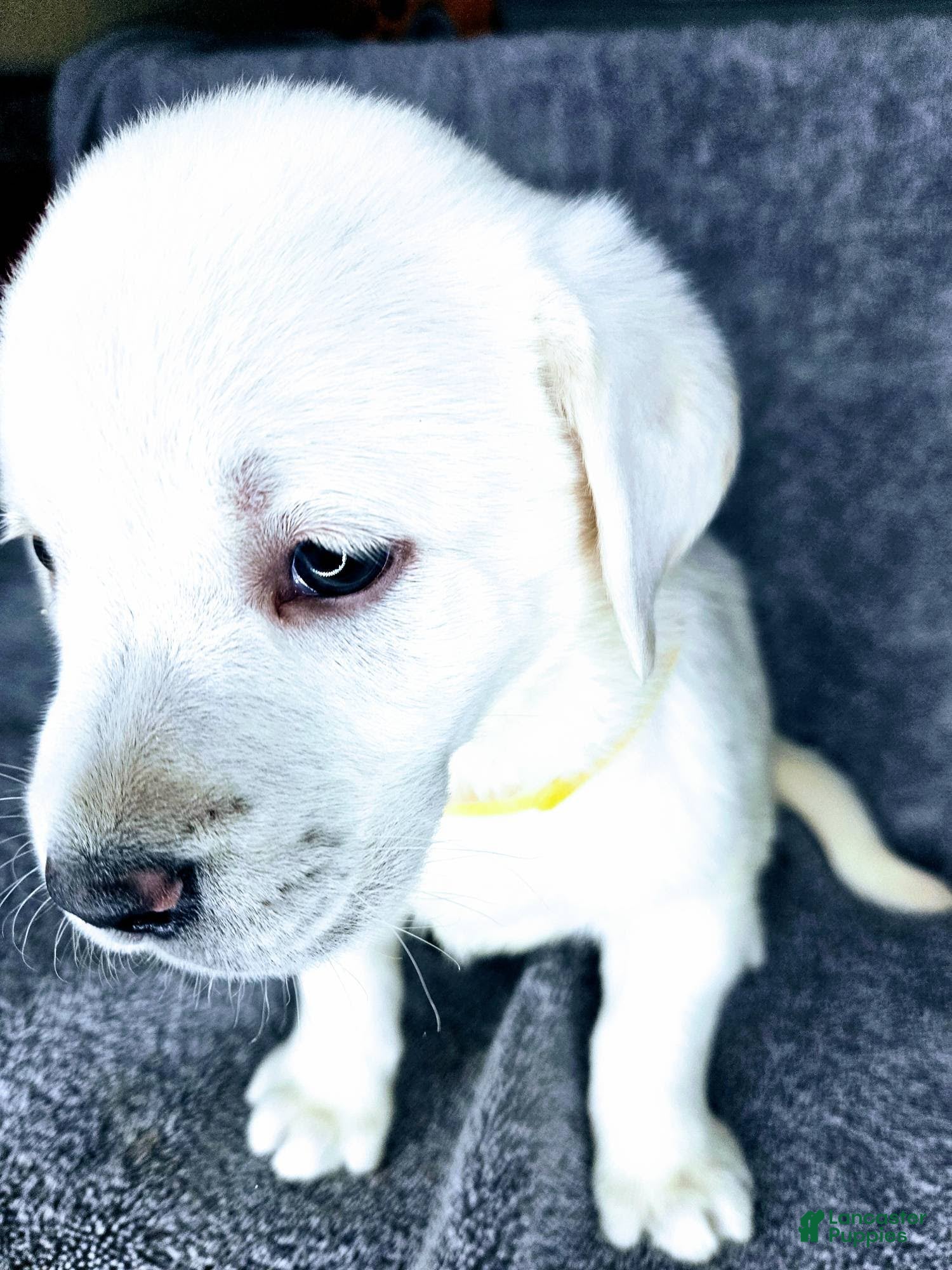 Labrador Retriever dogs Bailey - Ad 2