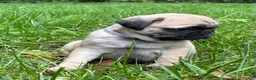 Pug dogs for sale: Remmy - Ad 8