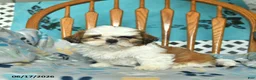 Shih Tzu dogs for sale: Ollie  - Ad 3