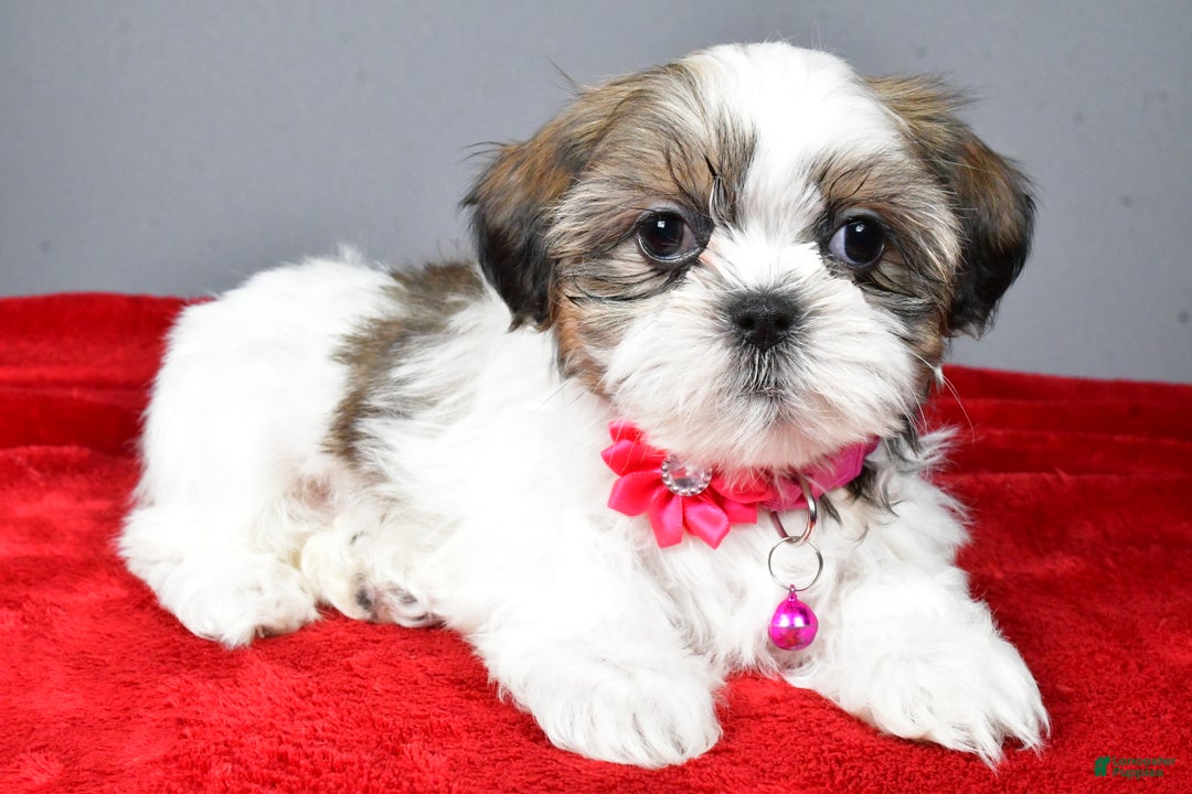 Shih Tzu dogs for sale: Cassidy - Ad 1
