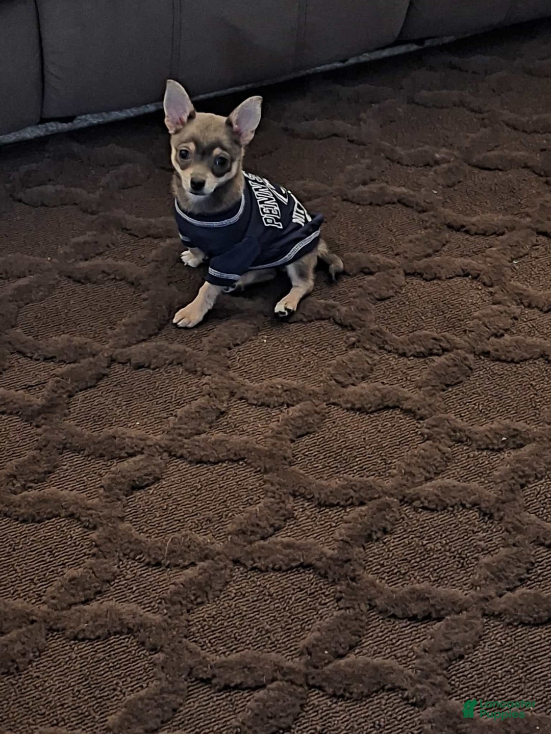 Gallery Image {{count}}