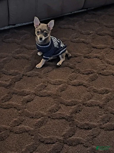 Gallery Image {{count}}