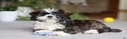 Shih Tzu dogs for sale: Charles - Ad 7