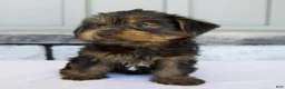 Yorkshire Terrier dogs for sale: Dakota - Ad 3