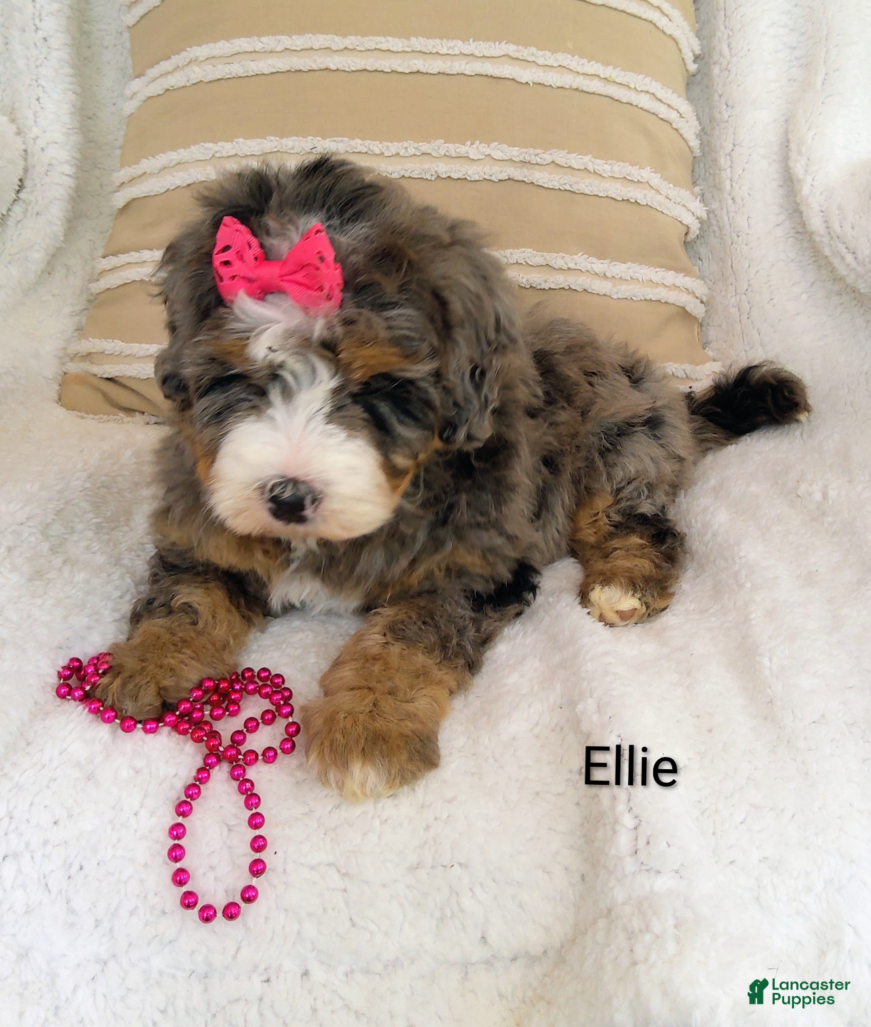 Bernedoodle dogs Bernedoodle Puppy 3 - Ad 1