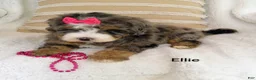 Bernedoodle dogs for sale: Bernedoodle Puppy 3 - Ad 7