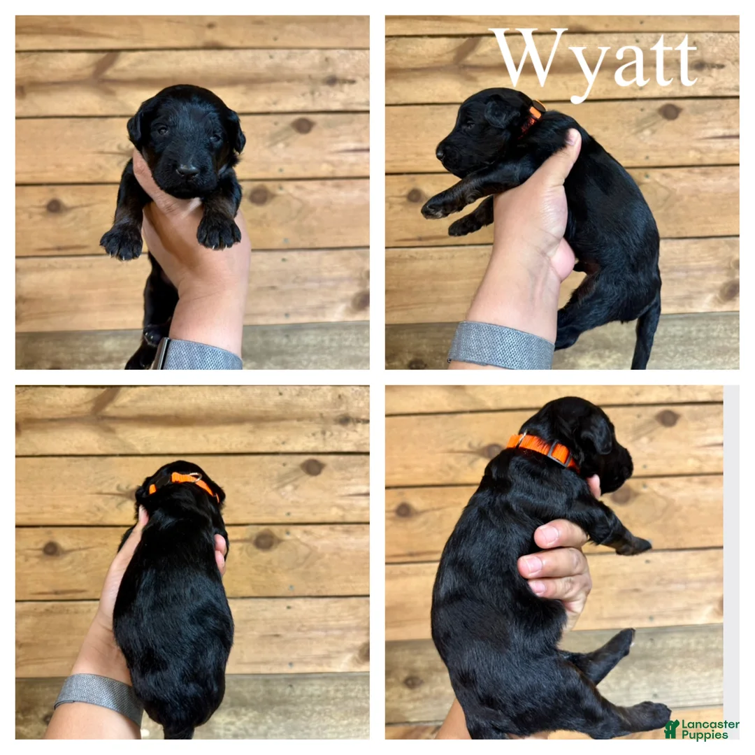 Goldendoodle dogs for sale: Wyatt- Standard F1B - Ad 1