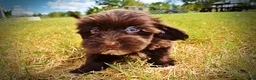 Havapoo dogs for sale: Kricket - Ad 16