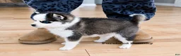 Pomsky dogs for sale: Tinker Micro Pomsky - Ad 3