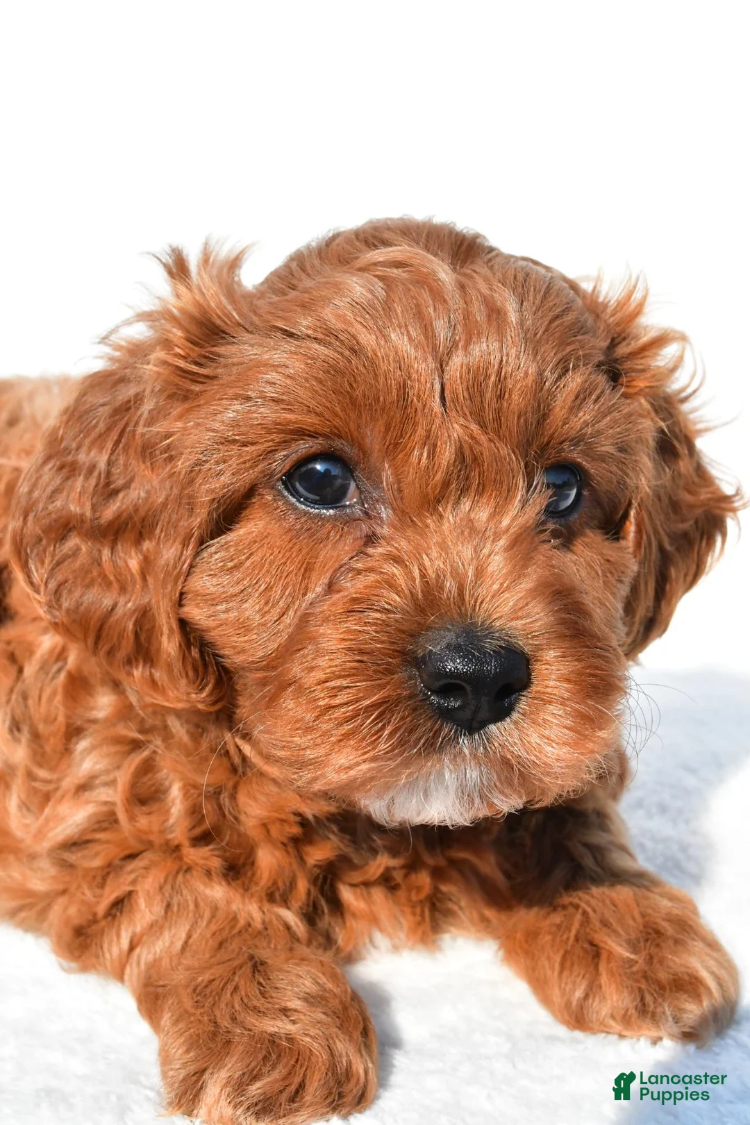 Cavapoo dogs for sale: Bella - Ad 9