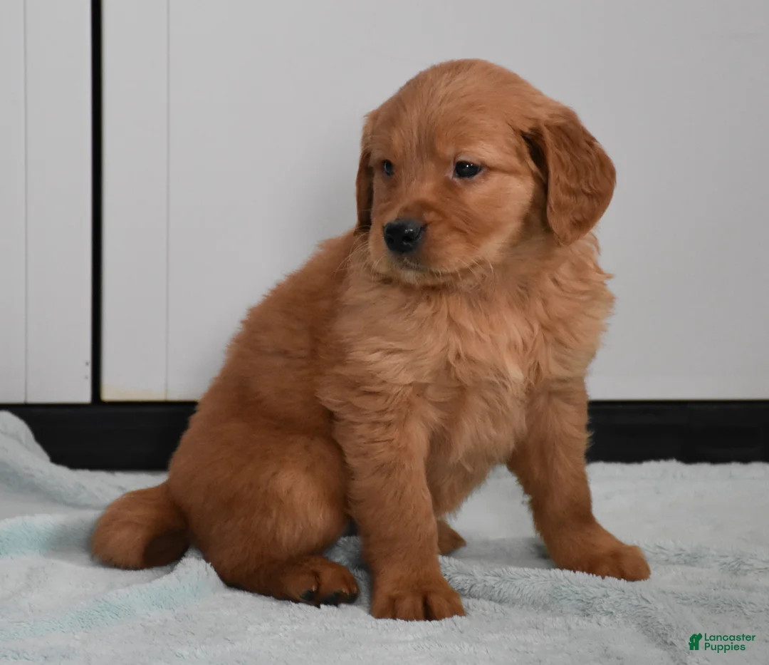 Golden Retriever dogs for sale: Dallas Genetic/OFA - Ad 3