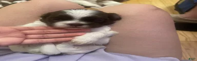 Shih Tzu 1