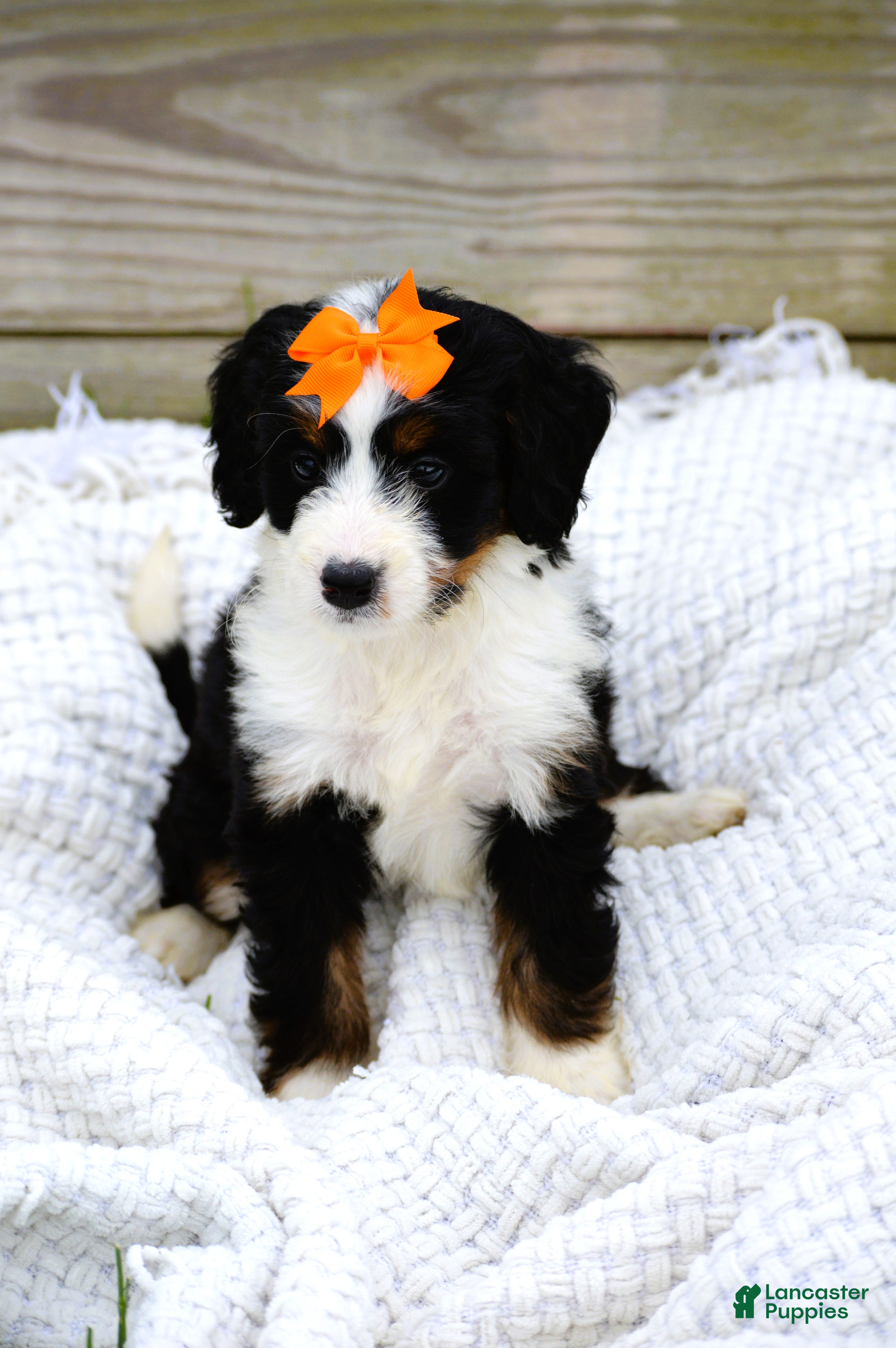 Mini Bernedoodle dogs for sale: Lilly - Ad 1