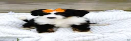 Mini Bernedoodle dogs for sale: Lilly - Ad 1