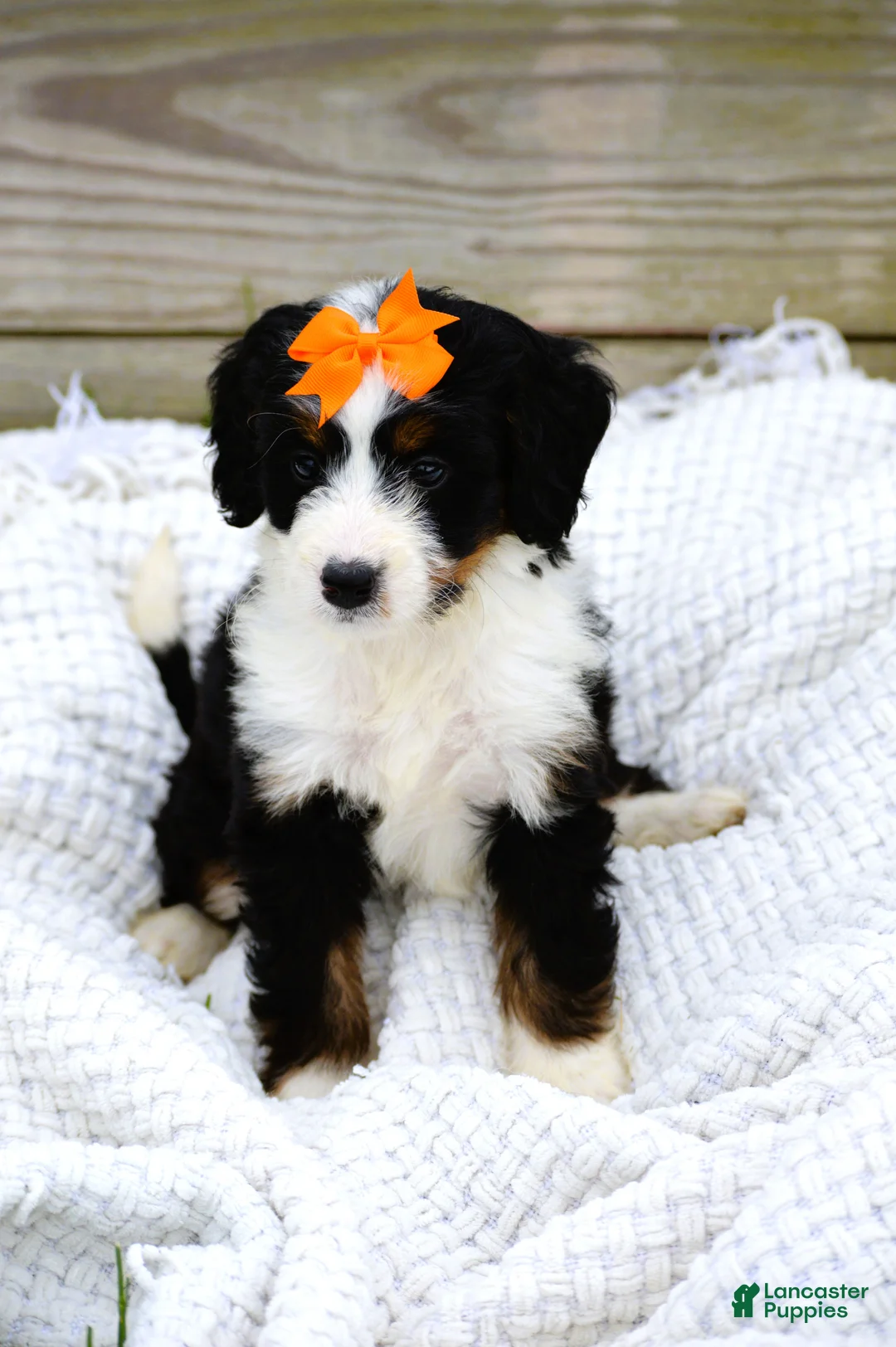Mini Bernedoodle dogs for sale: Lilly - Ad 1