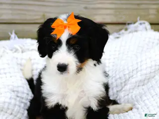 Mini Bernedoodle dogs for sale: Lilly - Ad 1