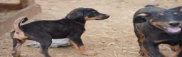 Mixed Breed dogs for sale: Doberdane Blk/Rst F - Ad 4