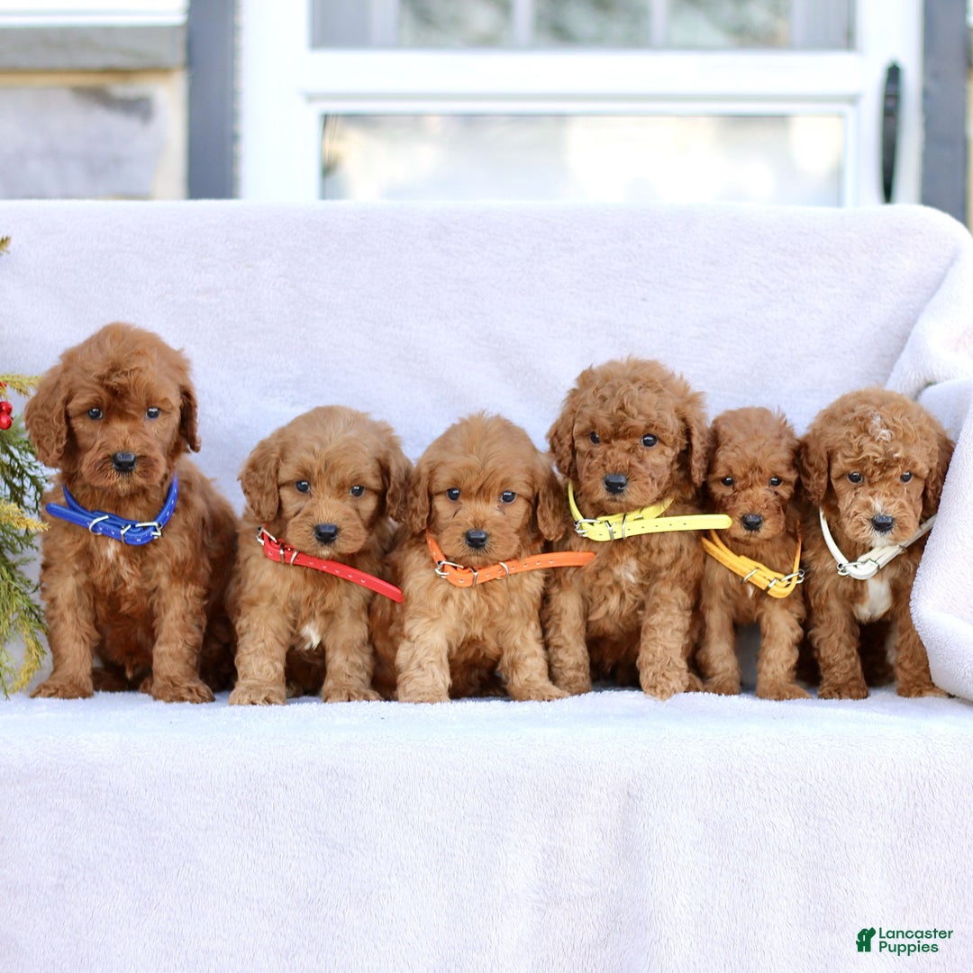 Mini Goldendoodle dogs for sale: Leo  - Ad 4