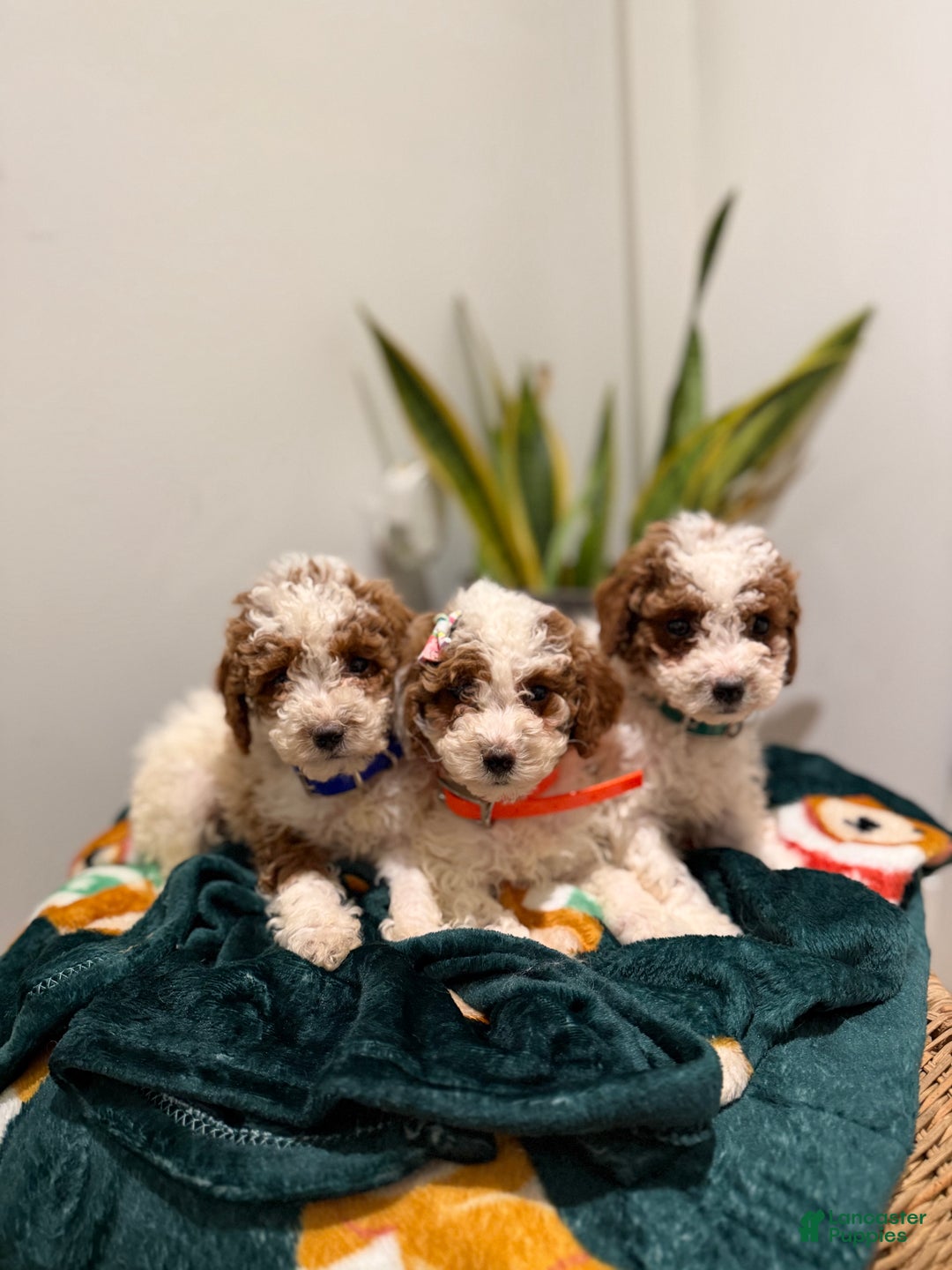 Toy Poodle dogs for sale: Blueberry  - Ad 10