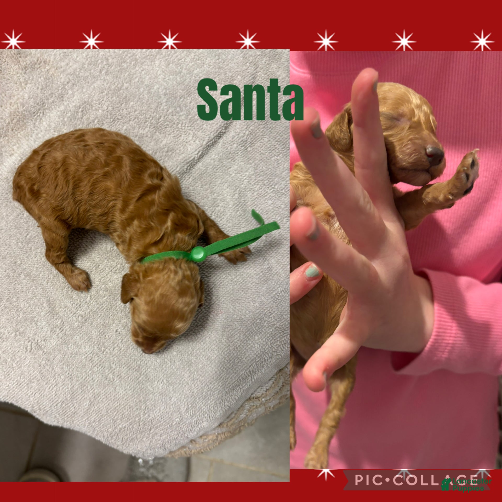 Miniature Poodle dogs Santa  - Ad 17