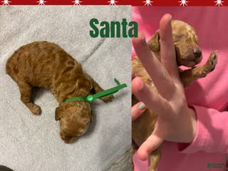 Miniature Poodle dogs Santa - Ad 17