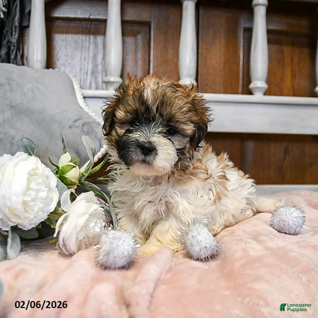 Teddy Bear dogs for sale: Sugar - Ad 1