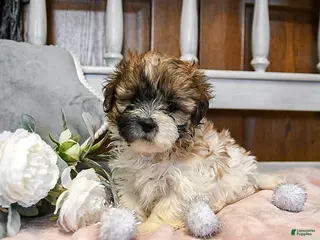 Teddy Bear dogs Sugar - Ad 36