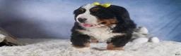 Bernese Mountain Dog dogs for sale: HEIDI - Ad 11