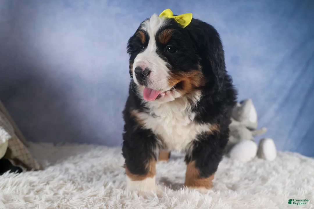 Bernese Mountain Dog dogs for sale: HEIDI - Ad 11