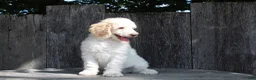 Standard Poodle dogs for sale: Pebble AKC Standard Poodle - Ad 7