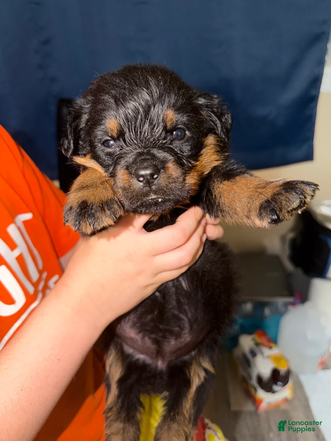Rottweiler dogs for sale: Rottweiler Puppy 2 - Ad 1