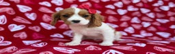 Cavalier King Charles Spaniel dogs for sale: Noel - Ad 7