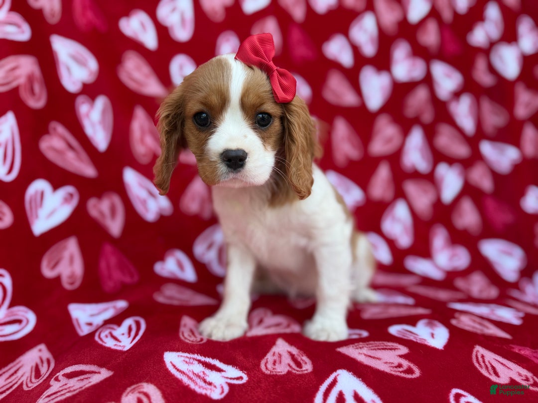 Cavalier King Charles Spaniel dogs for sale: Noel - Ad 7