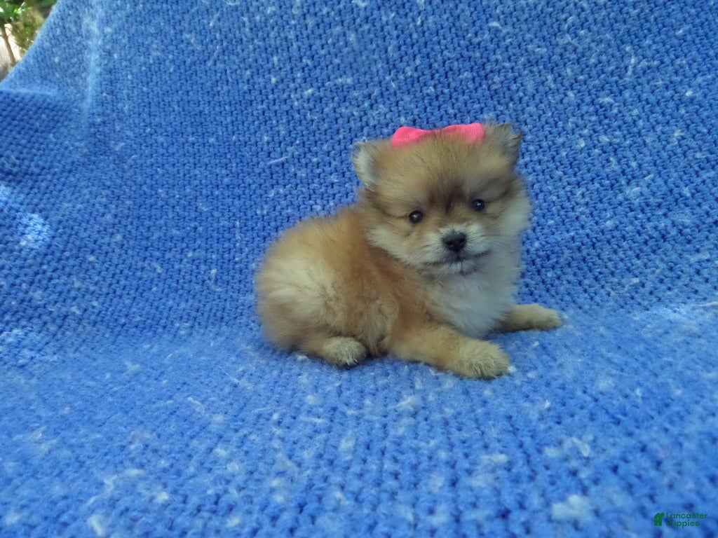 Pomeranian dogs Lara 2nd - Ad 20