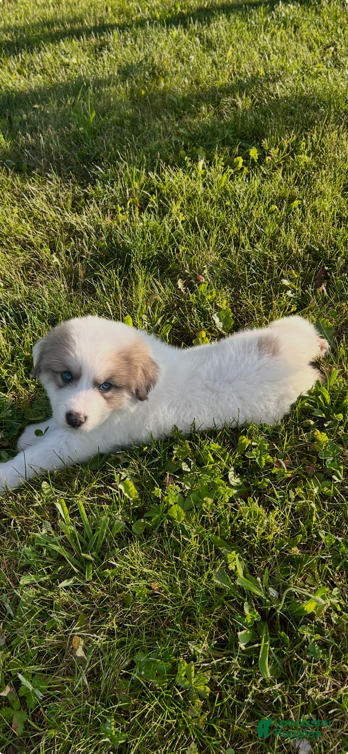 Great Pyrenees dogs Percy - Ad 2